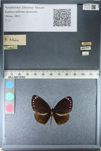 Media type: image;   Entomology 160169
